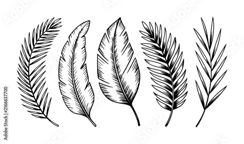 Set of hand drawn tropical palm leaves and exotic foliage isolated on white background for decorative
