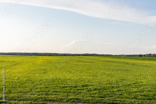 Green cereal field beneath a bright summer sky