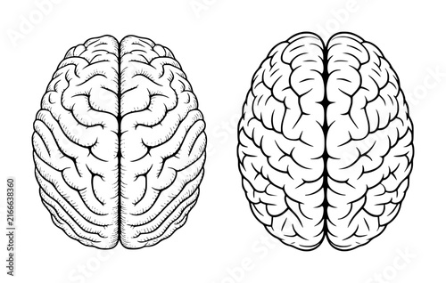 View of two human brains isolated on a white background for medical and scientific education