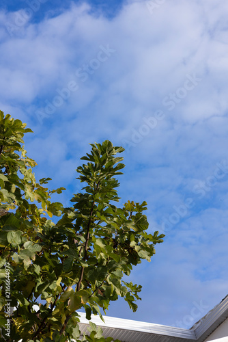 Canvas Print sky and tree