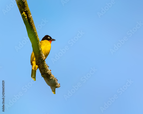 A Flame throated bulbul