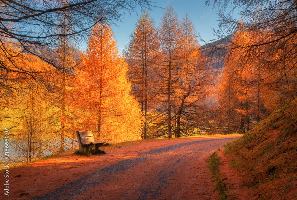 Fototapeta premium Wooden bench on trail road in golden larch tree forest at sunset. Dolomites, Italy. Autumn alpine landscape with orange trees, lake view, sunny mountain slope and fall red foliage light in countryside