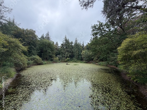 Gaasterland Pond Covered with Lily Pads and Forest