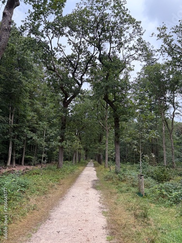 Gaasterland Forest Path Through Tall Oak Trees