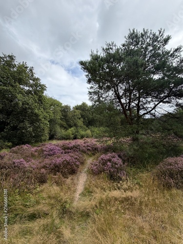 Gaasterland Heathland Trail with Purple Heather