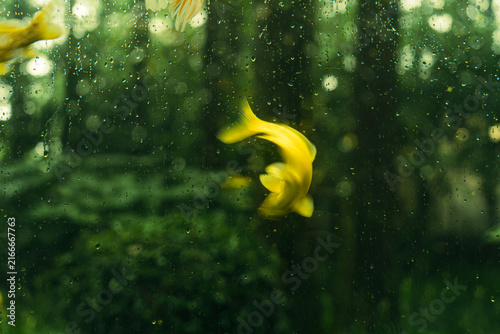 Bild auf Leinwand Fish in the forest, concept