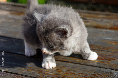 Photography A fluffy grey kitten with white paws takes its first cautious steps on a wooden table