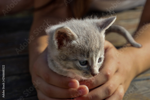 Fotografie A small tabby grey kitten is held gently and tenderly in human palms