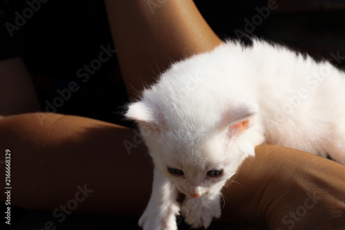 Foto A small snow-white fluffy kitten sits cozily in human hands