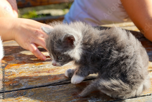 Foto A fluffy grey kitten with white paws sits on an old wooden tabletop on a sunny day