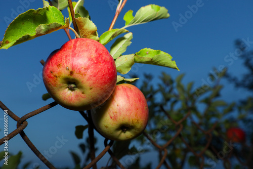 Quadro su tela Two ripe red and yellow apples hang on a tree branch near a wire mesh fence in the garden