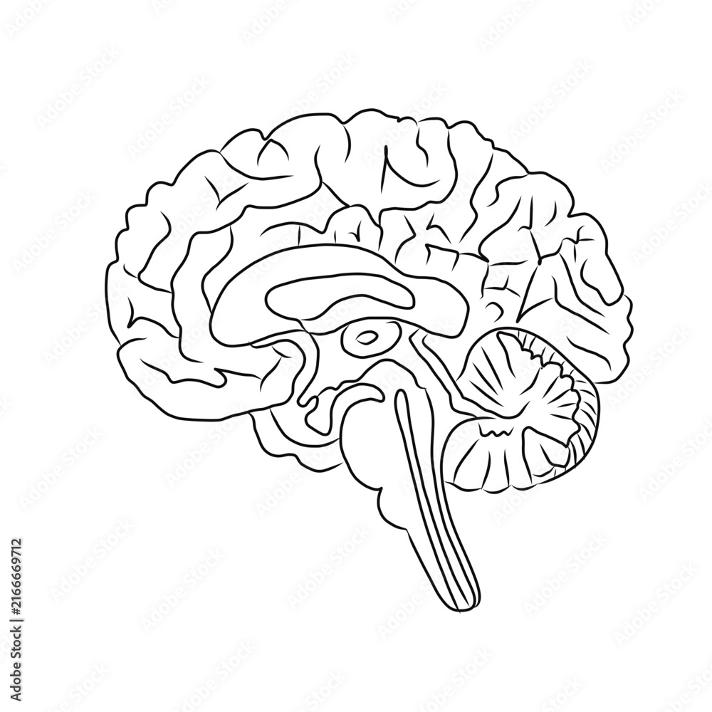 Fototapeta premium Human brain Diagram