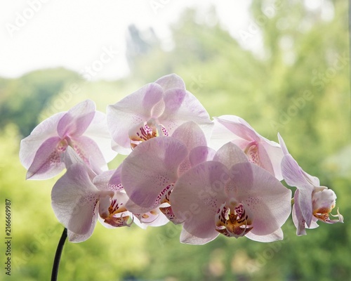 Blossom orchid in the window