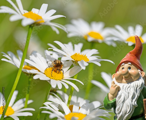 Obraz na plátně Blooming daisies ,Leucanthemum, in the spring
