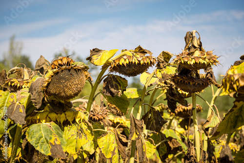 Wilted yellow sunflowers at the end of the growing season, symbolizing autumn, harvest time, seasonal change and the natural cycle of agricultural landscapes.