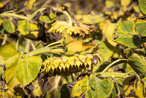 Wilted yellow sunflowers at the end of the growing season, symbolizing autumn, harvest time, seasonal change and the natural cycle of agricultural landscapes.