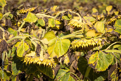 Wilted yellow sunflowers at the end of the growing season, symbolizing autumn, harvest time, seasonal change and the natural cycle of agricultural landscapes.