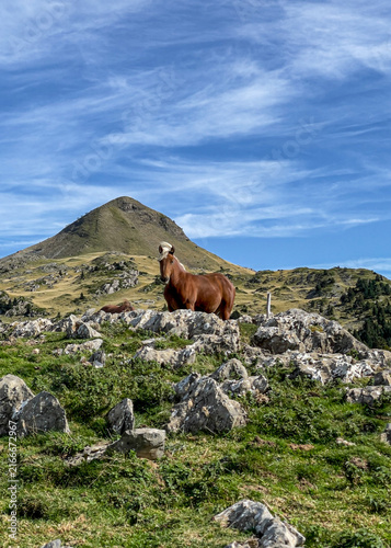 Fotografie A sturdy brown draft horse with a white mane standing behind a rocky ridge in a high mountain pasture beneath a sprawling blue sky