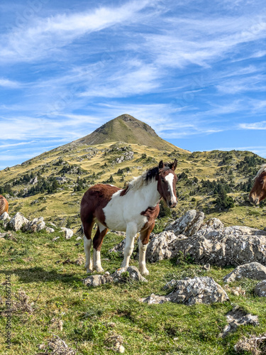Konstfotografi A magnificent brown and white pinto horse standing alert among rocks in a vibrant green mountain pasture beneath a vast cloudy sky