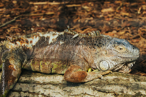 Obraz na plátně Iguana resting on a log in a natural habitat with dry leaves and branches scatte