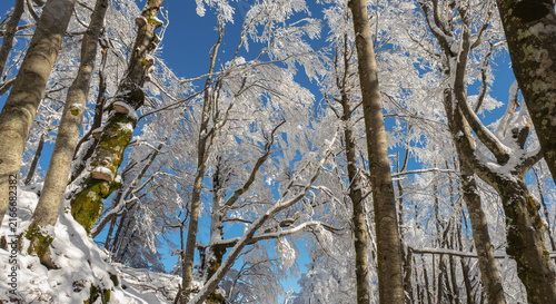 Canvastavla Frost-Covered Winter Forest Under a Clear Blue Sky in Campigna, Italy