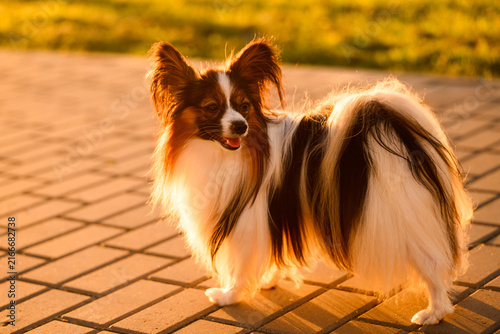 Cuadro en lienzo Beautiful Papillon dog walking off leash on park sidewalk at sunset, cute continental toy spaniel exploring outdoor path in golden hour light, pet freedom concept, trust, active companion lifestyle