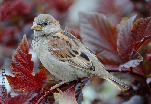 Fotografie A sparrow is sitting on a branch among the red leaves