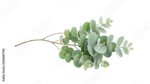 Eucalyptus branch with round leaves in soft studio light isolated on transparent background