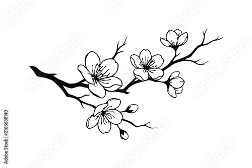 Cherry blossom branch illustration depicts delicate floral ornament in a black and white vector style