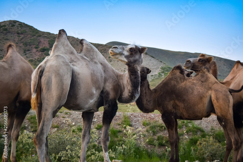 Canvastavla Camels of Azerbaijan