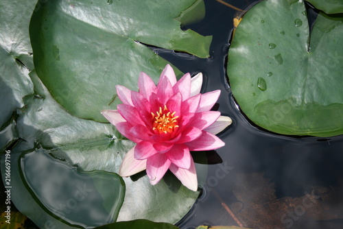 Bild auf Leinwand closeup image of pink water lily in pond environment