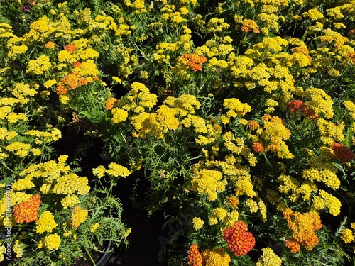 Achillea millefolium (Schafgarbe / Yarrow)