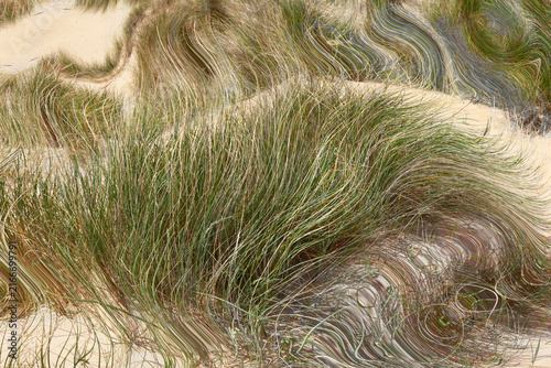 Marram grass on sand dunes at the beach in closeup