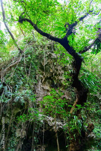 とても美しい神秘的な森の風景A very beautiful and mystical forest landscape