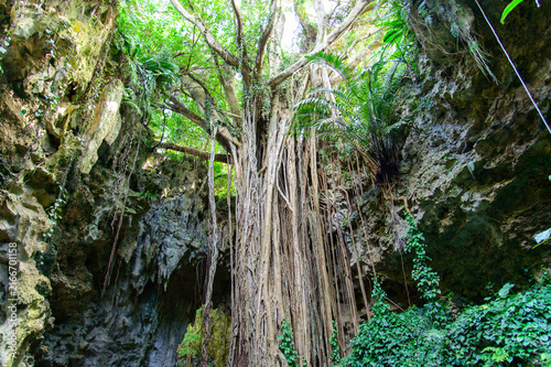 とても美しい神秘的な森の風景A very beautiful and mystical forest landscape