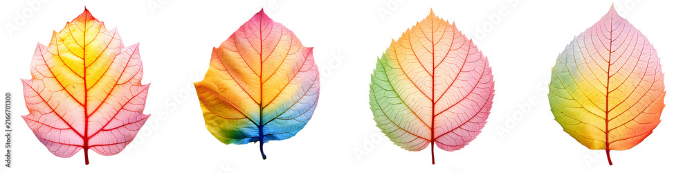 Fototapeta premium Brightly colored tropical leaves in a row isolated against black