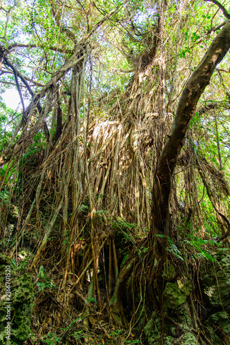 とても美しい神秘的な森の風景A very beautiful and mystical forest landscape