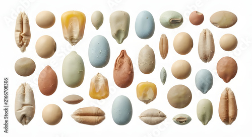 Assorted agricultural seeds and grain collection flat lay on white background.