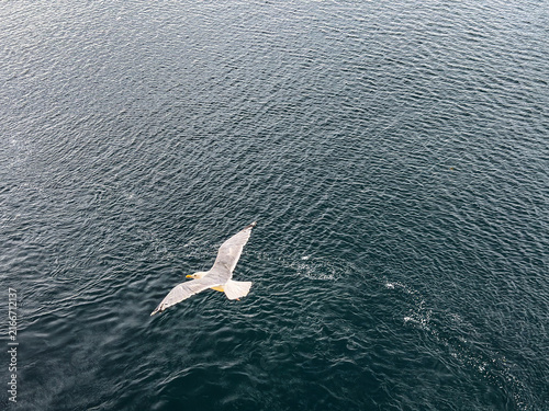 Obraz na płótnie Seagull flyby