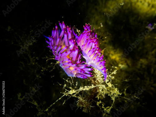 Bild auf Leinwand Vibrant purple aeolid nudibranch in black background