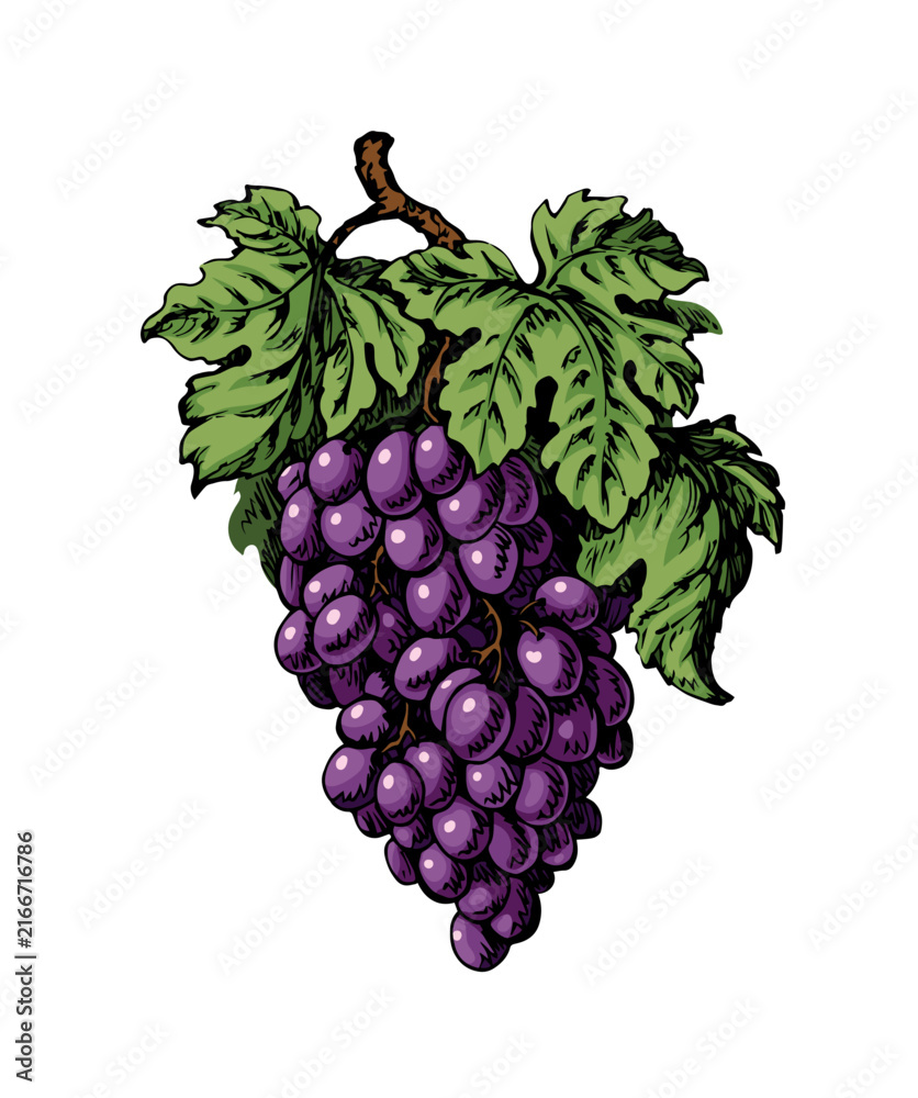 Fototapeta premium Bunch of grapes. Vector drawing
