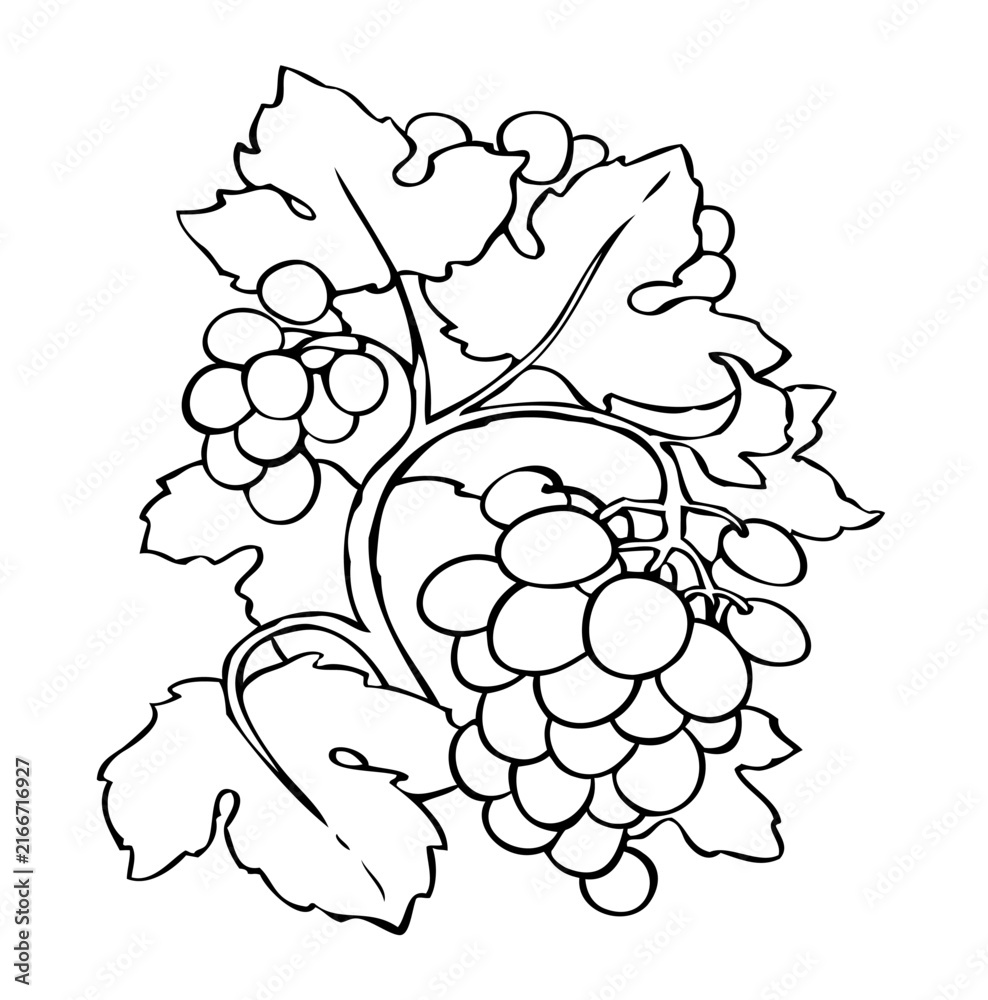 Naklejka premium Vector drawing. Juicy ripe purple grapes on the vine