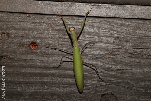 Bild auf Leinwand European Mantis (Mantis religiosa) viewed from above sitting on a board on a porch at night