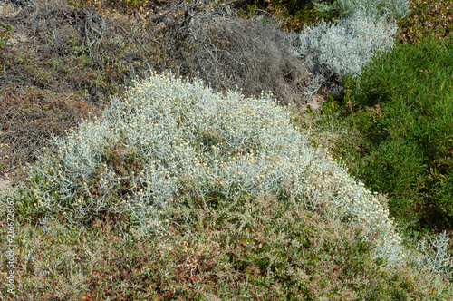 Konstfotografi Silver cushion bush, Leucophyta brownii, growing among dense native vegetation i