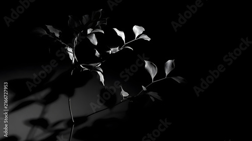 A monochrome close-up of a delicate plant with soft, curving leaves casting elegant shadows.