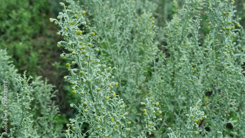 Foto Wormwood thickets in summer