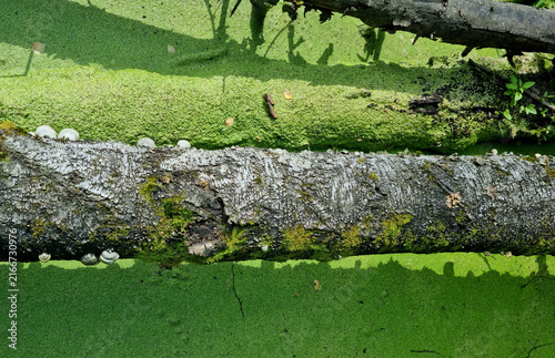 Mud in a stagnant pond. Fallen tree trunks. Sunny weather. A deserted swamp.