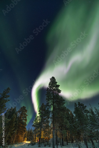 Aurora borealis lighting night sky over snow covered forest in Sweden