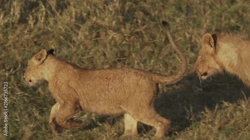 African lion cubs walking through dry savanna grass, young lion kittens following pride in golden sunlight, wild feline predators in natural habitat