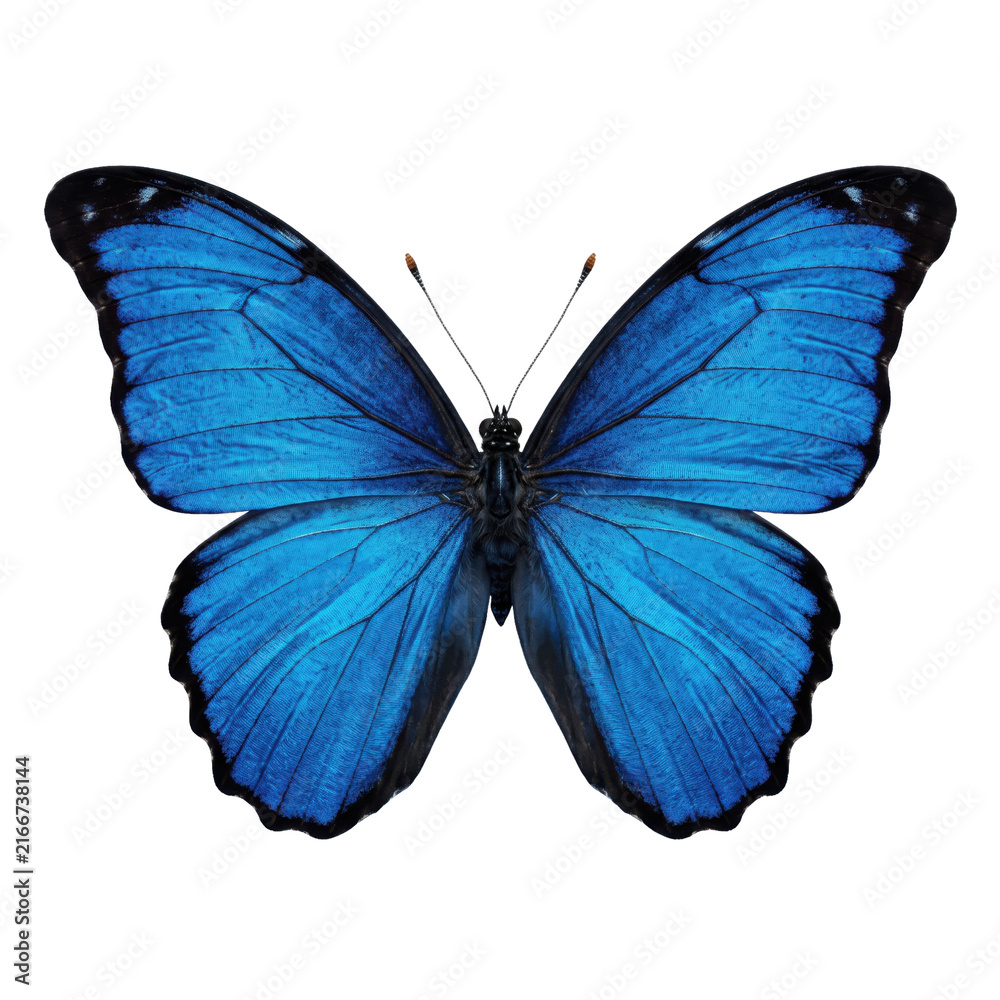 Fototapeta premium Stunning iridescent blue butterfly with intricate wing patterns and black borders